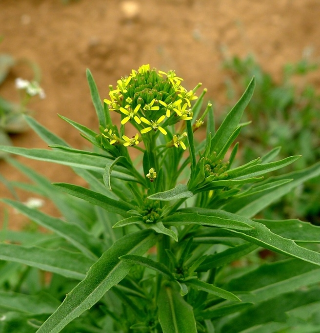 是十字花科,糖芥属一年生 a href="#" data-lemmaid="541696">草本 