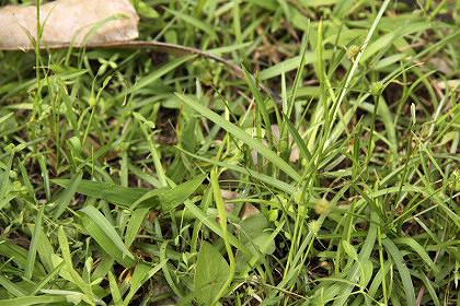 水生维管束植物