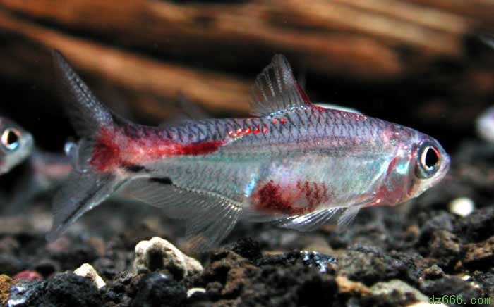 血鳍灯鱼