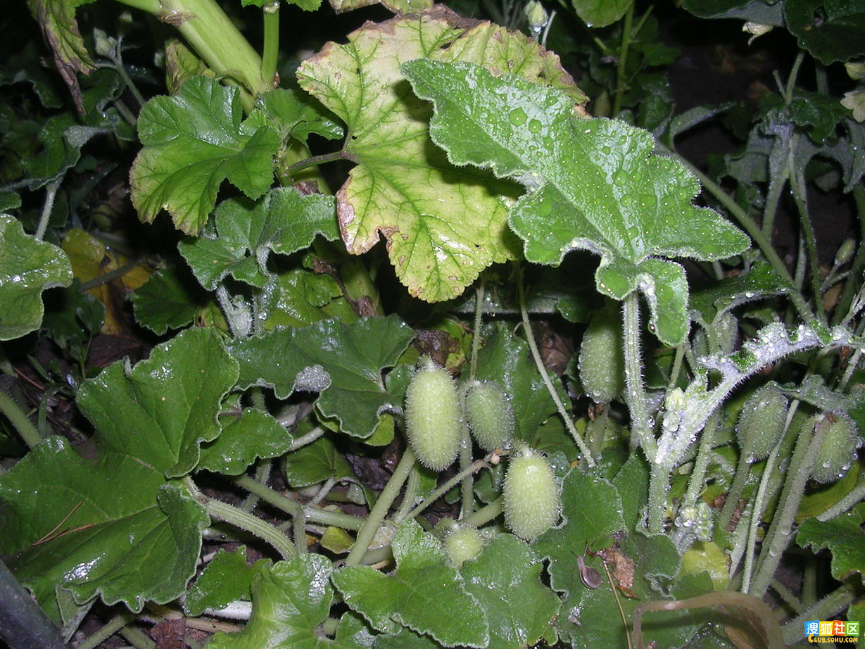  p>喷瓜属(ecballium),是 a href="#" data-lemmaid="229000">被子