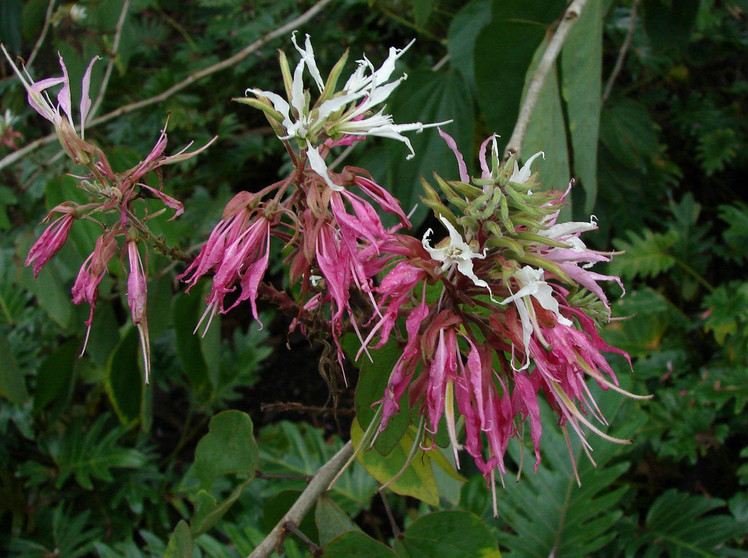  p>羊蹄甲(学名: i>bauhinia purpurea /i>  l.)是豆科,羊蹄甲属植物.