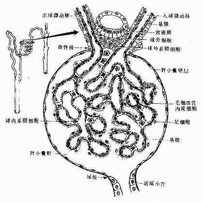 肾小球旁细胞