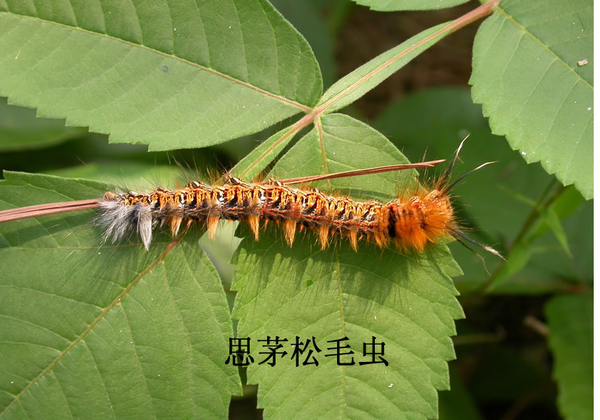 松毛虫