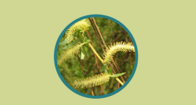 柔荑花序（植物学上无限花序的一种）_百度百科