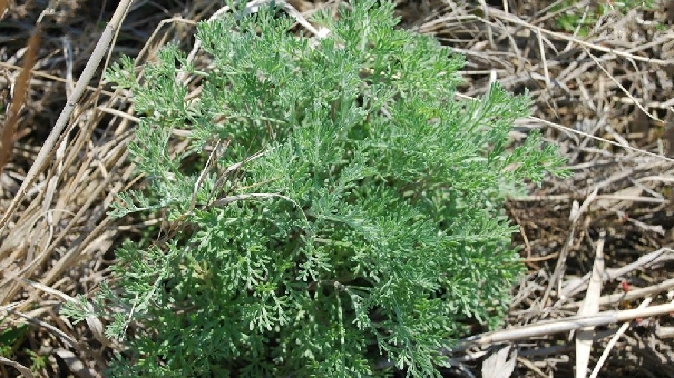 artemisiaanethifoliaweber