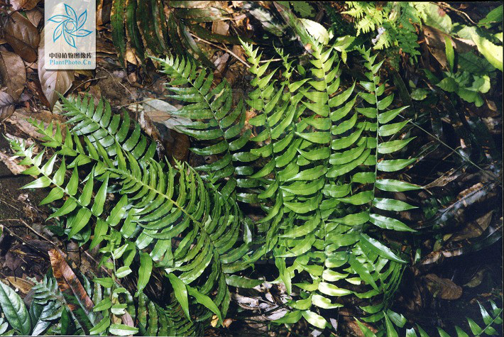  p data-id="gnayvi4ui3">华东瘤足蕨(学名:pl