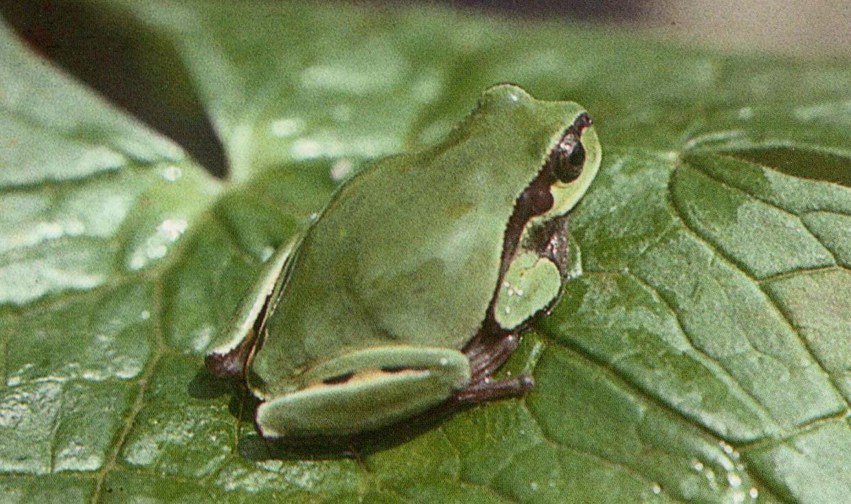 华西雨蛙川西亚种