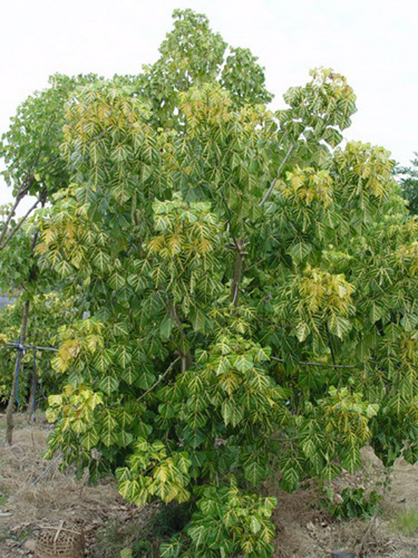  p>金脉刺桐(学名: i> /i> i>erythrina variegata &#39;parcell