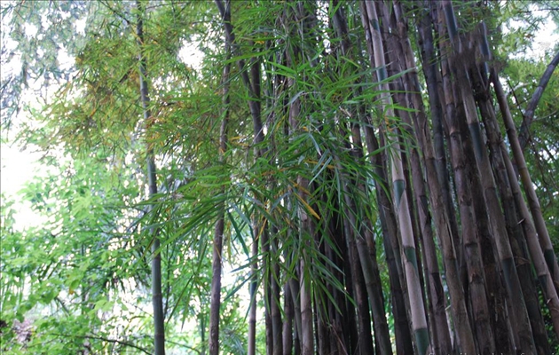  p>泰竹(学名: i>thyrostachys siamensis /i>