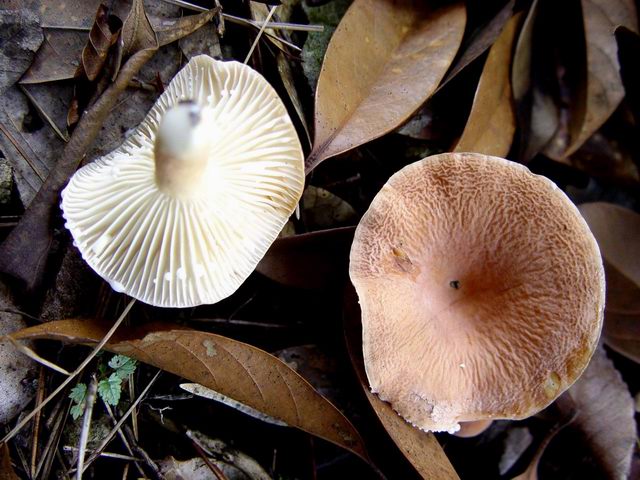  p>条缘鹅膏菌又名条缘毒伞,纹缘鹅膏,鞘苞鹅膏