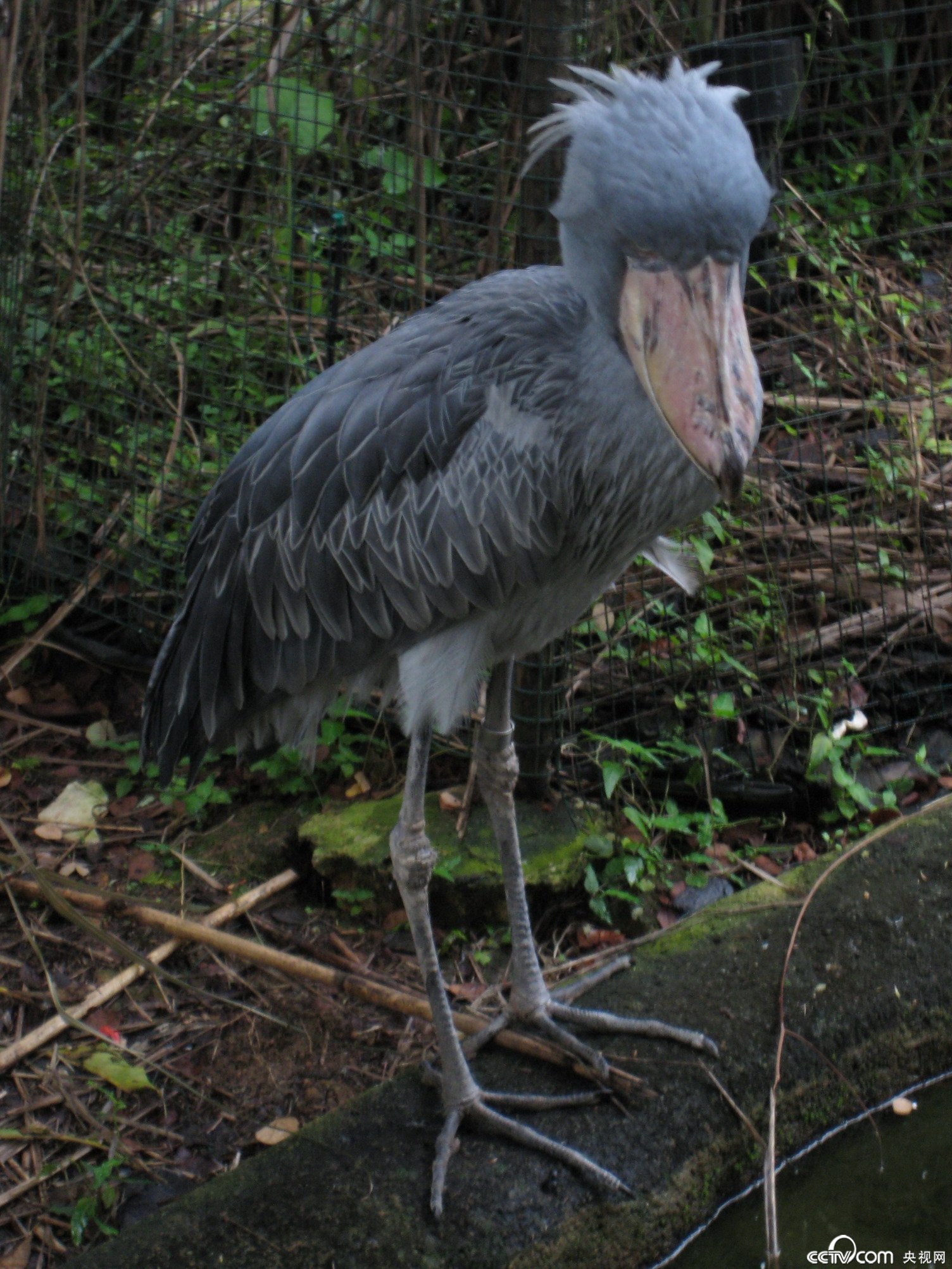 多为长颈,长腿的鸟类,嘴形不