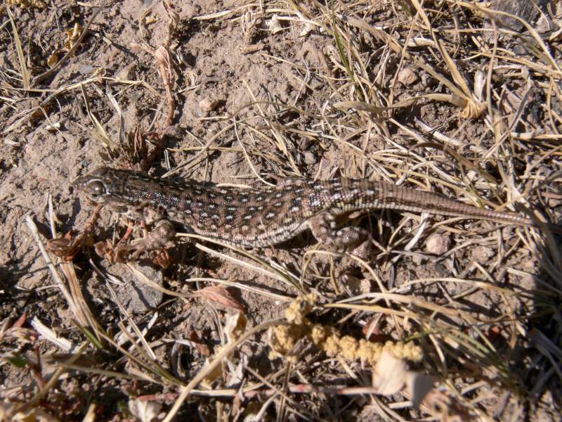  p>敏麻蜥(学名:eremias arguta)为 a target="_blank" href="/item