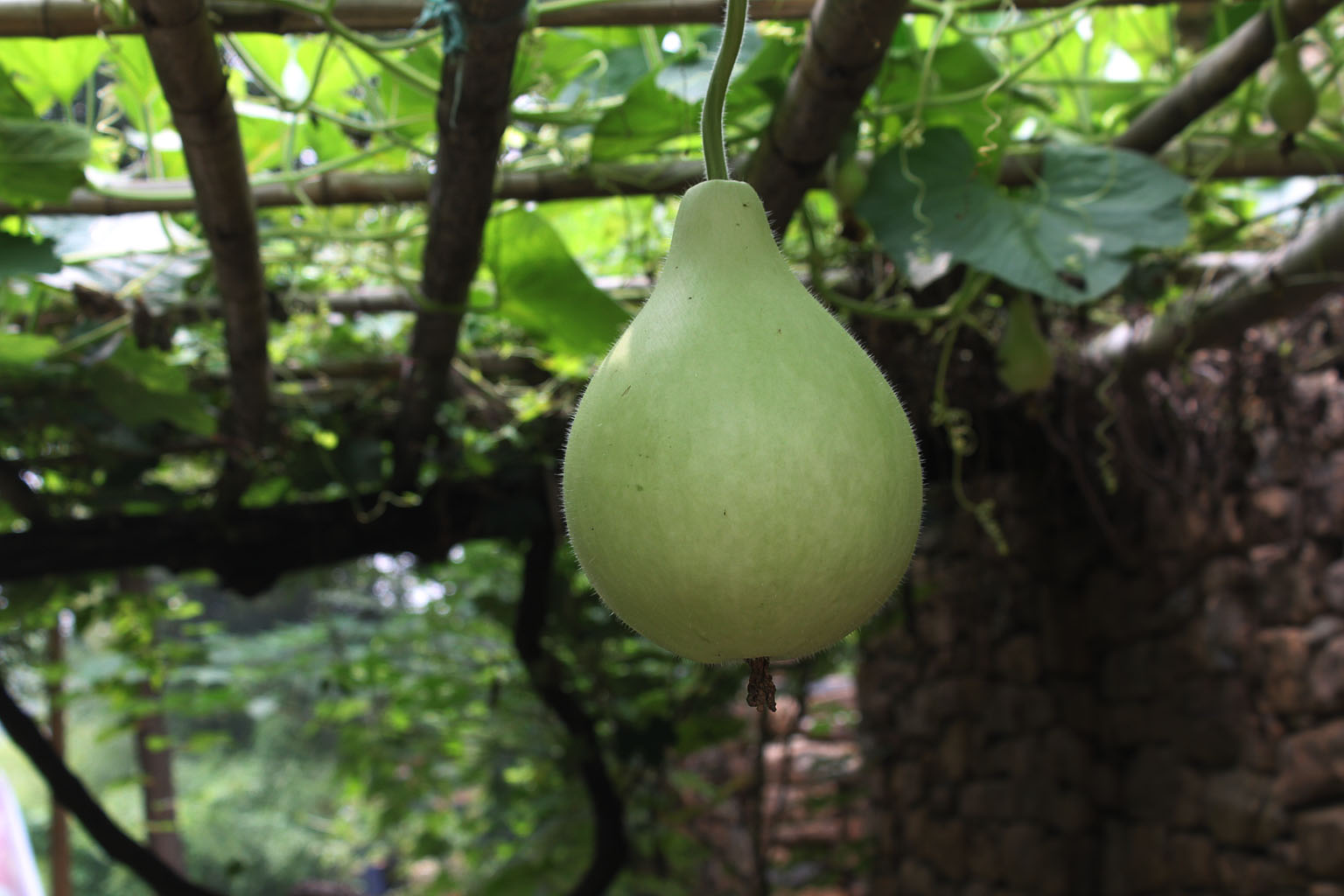 lagenaria siceraria var. depressa