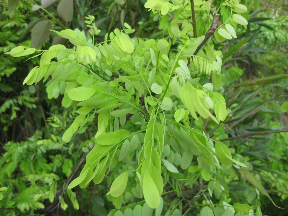  p> a href="#" data-lemmaid="10995944">滇南省藤 /a>是一种棕榈科