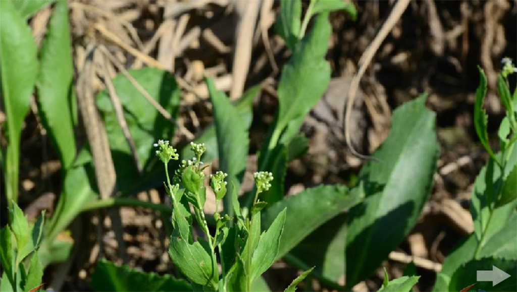  p>独行菜(学名:lepidium apetalum)是 a href="#" data-lemmaid="