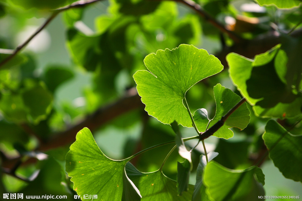  p>银杏纲(拉丁文:ginkgopsida)是 a target="_blank" href="/item