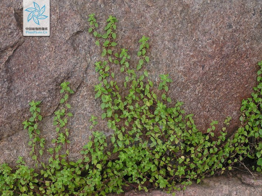  p>墙草属(学名:parietaria l.)是荨麻科下的一个属,草本,稀亚灌木.