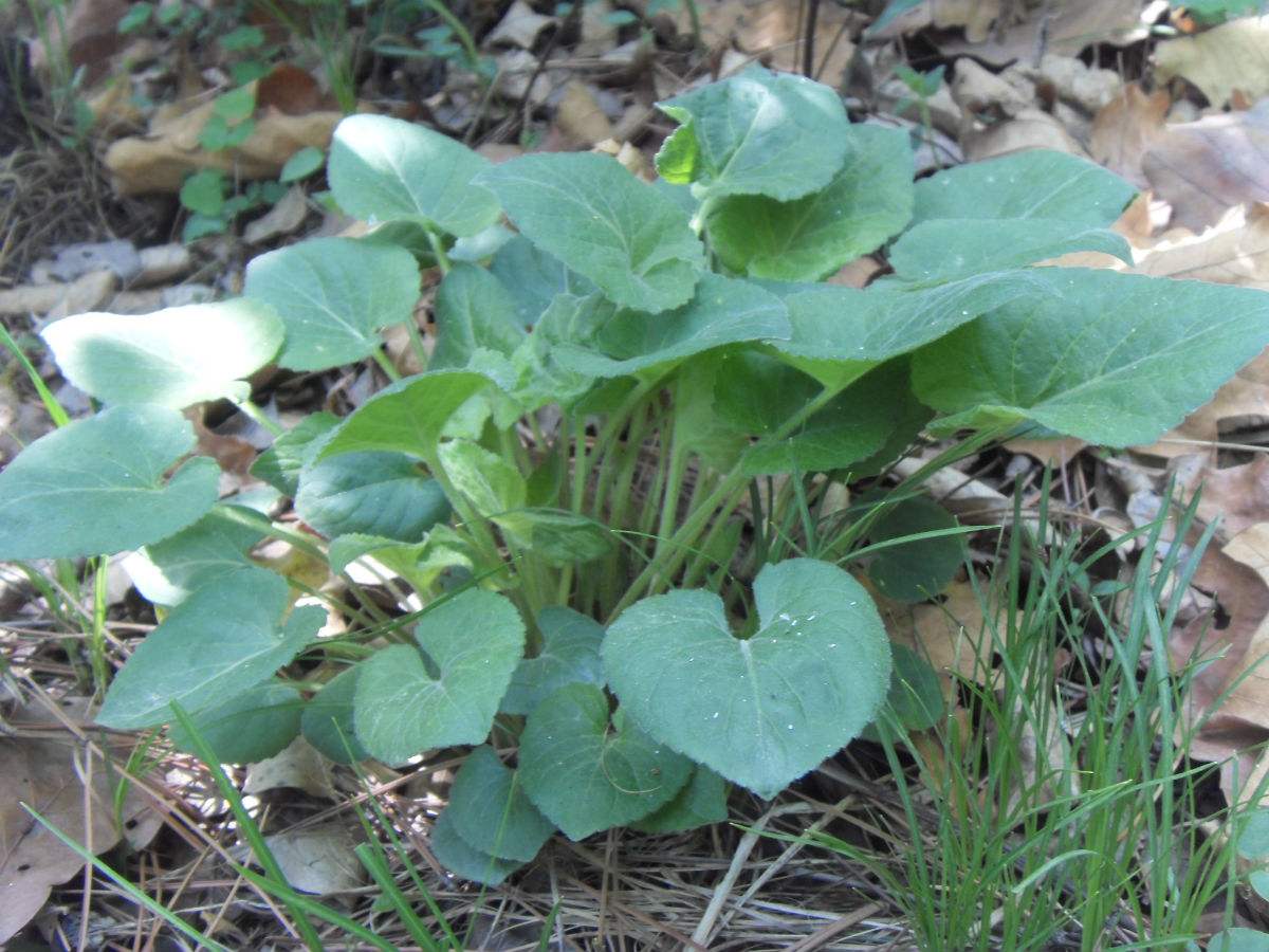  p> a href="#" data-lemmaid="7085328">双叶细辛 /a>,别名:乌金草