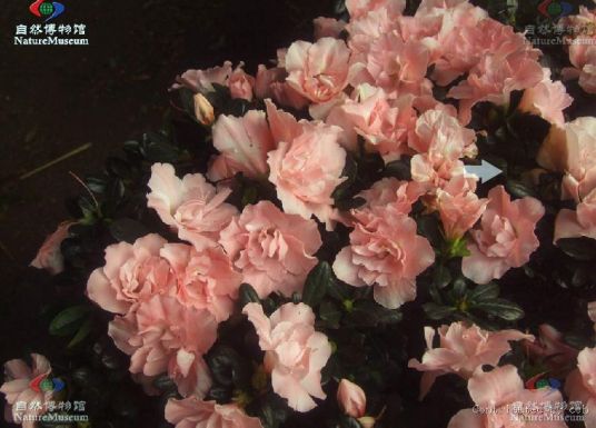 杜鹃属 杜鹃花目杜鹃花科下的一属 百度百科