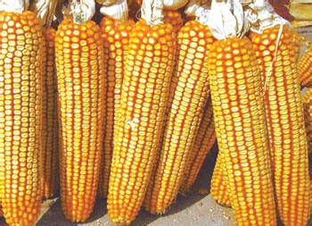  p data-id="gnbregkodb">先玉335是国家2006年审定的普通玉米品种