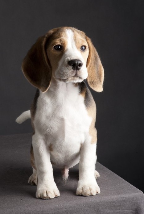  p>萨鲁奇猎犬 ,原产地为 a target="_blank" href="/item/阿拉伯半岛