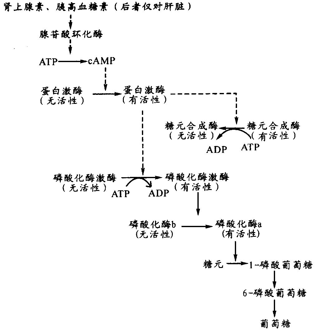  p>表示胰岛素功效的单位.(1)兔单位(2)临床单位(3)国际单位 /p>
