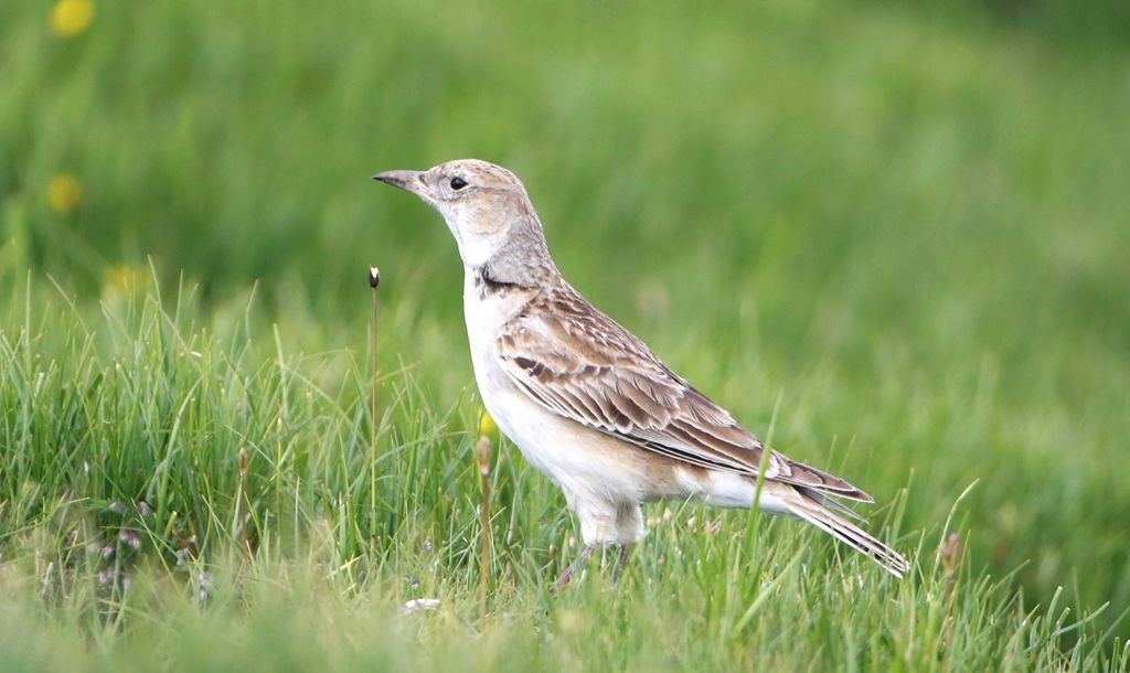  p>长嘴百灵是一种小型 a href="#" data-lemmaid="2173587">鸣禽 /a>