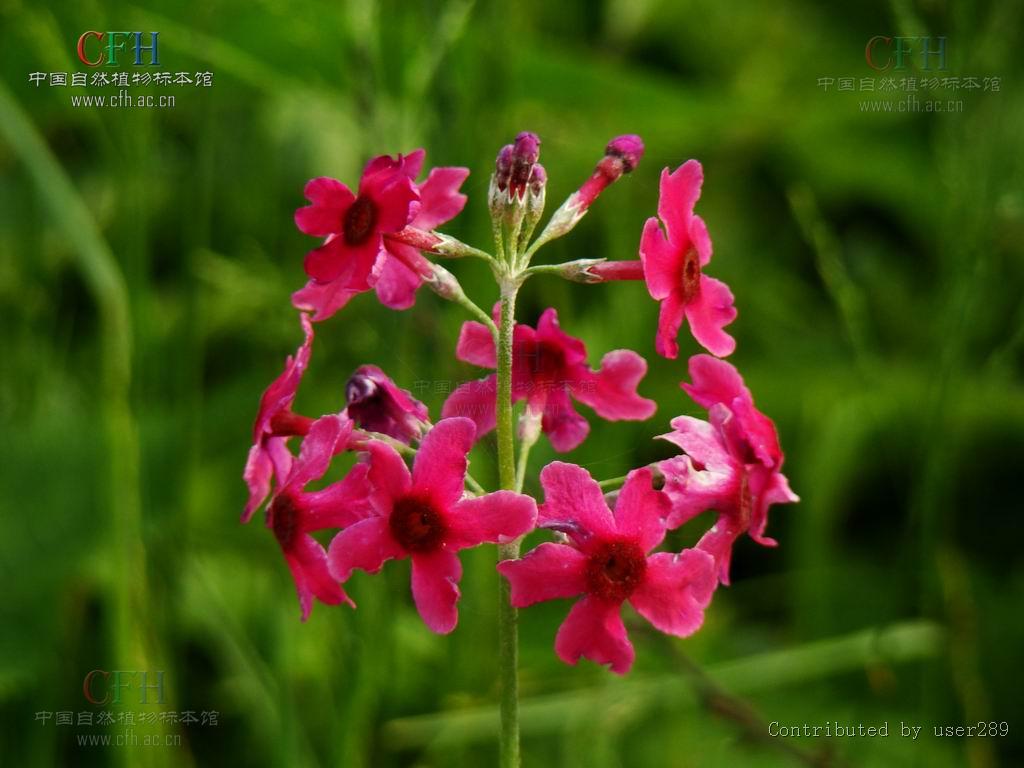  p>灯台百合,学名candelabra flower, perdespookbossie;石蒜科, a>