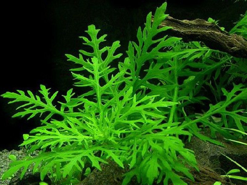  p>水蓑衣(学名:hygrophila salicifolia),是 a href="#" data-lemma
