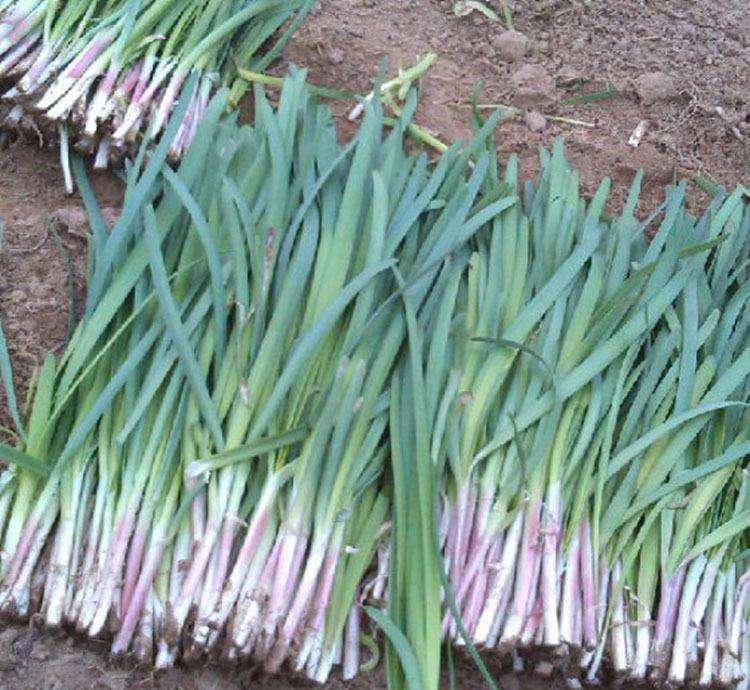 寿光独根红韭菜