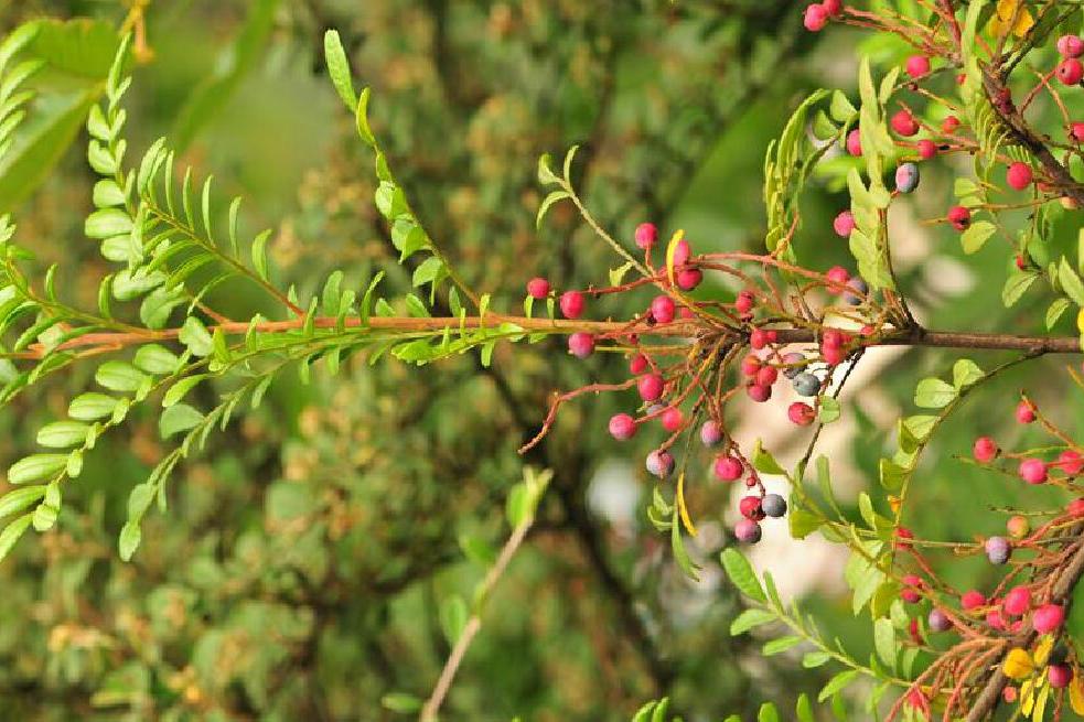  p>清香木(学名: i>pistacia weinmannifolia  /i>j.