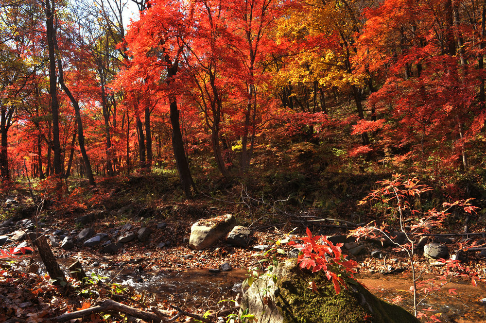  p>蛟河红叶谷是长白山余脉老爷岭的一条山谷,其位于拉法山国家森林