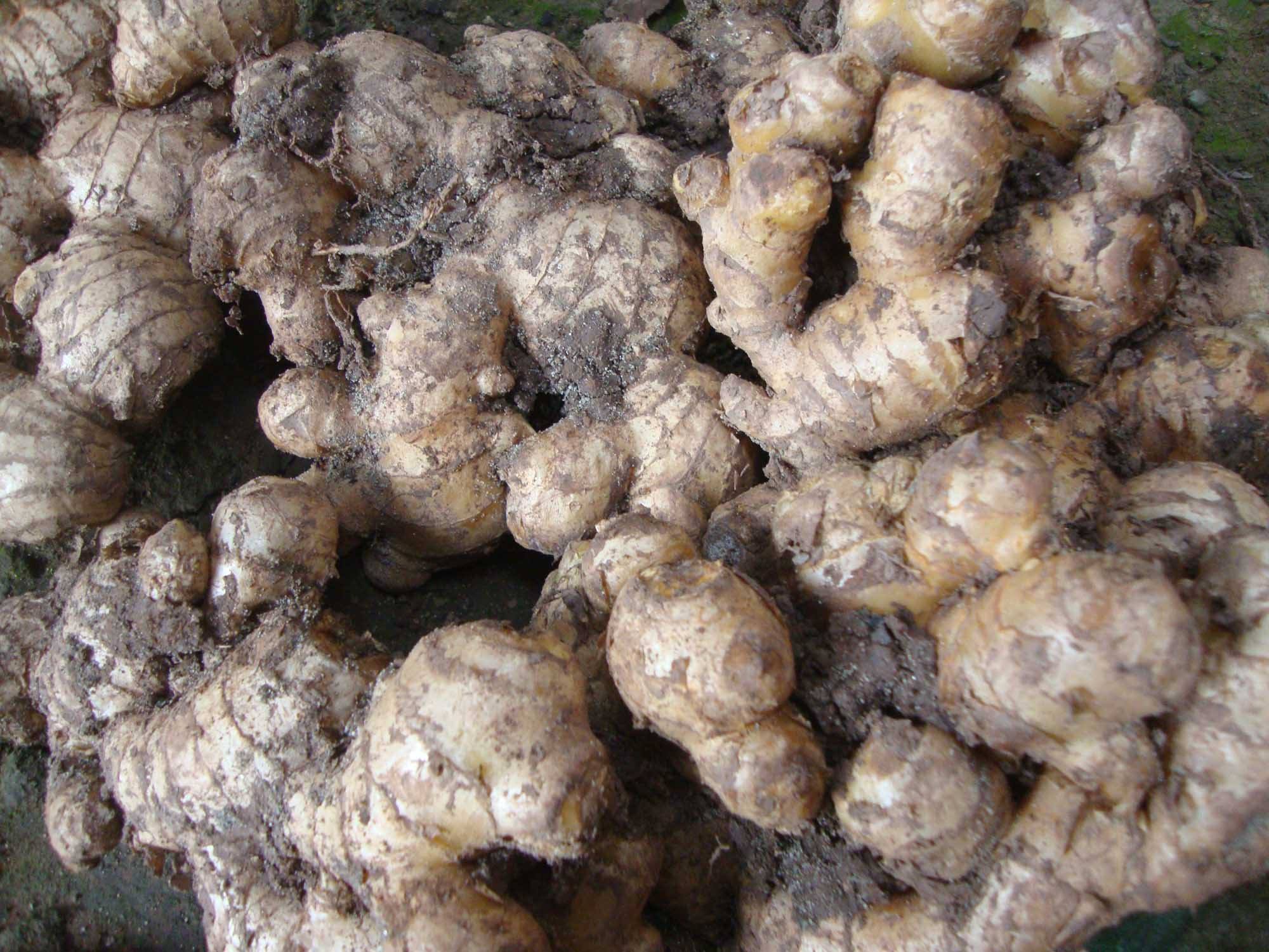  p>怀姜,河南省焦作市 a target="_blank" href