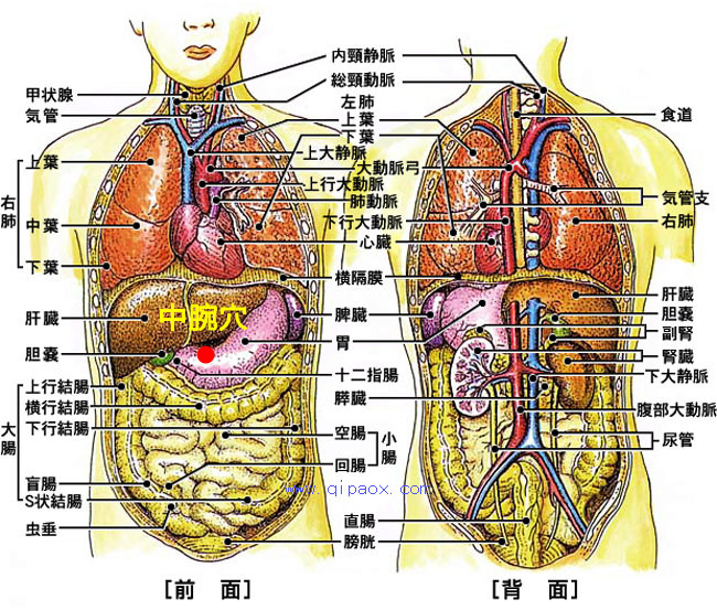  p data-id="gnwuzwh3c4">中焦,人体部位名.