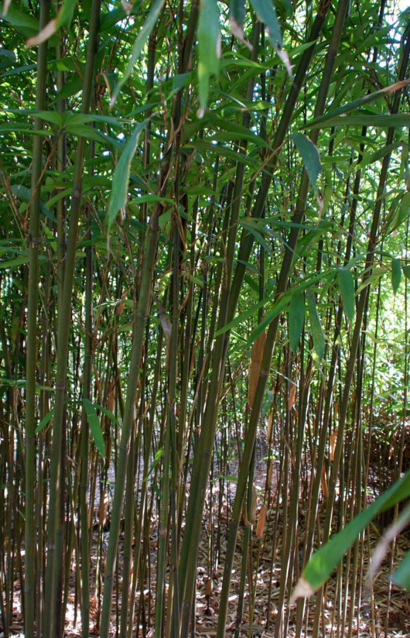 pseudosasa viridula s. l. chen et g. y. sheng