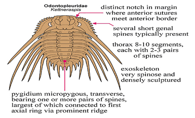  p>狮头虫,有宽阔的头部,并延长至侧面和尾部异常结实的颊部壳针处,还