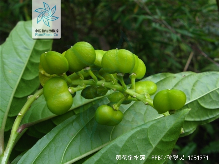 倒吊黄花