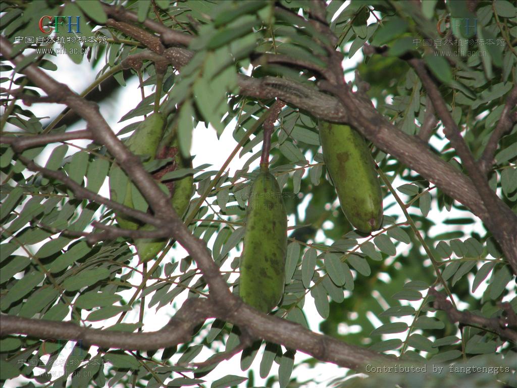  p>肥皂荚属(学名:gymnocladus lam.),5种,分布于北美及东亚.