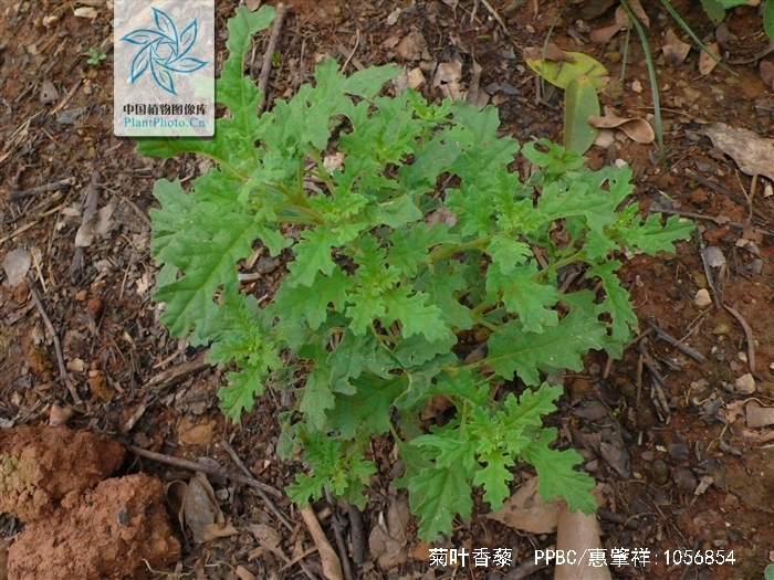  p>菊叶香藜是藜属一年生 a href="#" data-lemmaid="541696">草本 /a