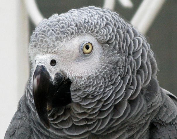  p>非洲灰鹦鹉(学名: i>psittacus erithacus /i>)属于大型鹦鹉,是