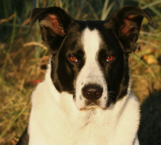  p>普通家犬,也称"家狗",是最常见的犬科 a target="_blank" href="