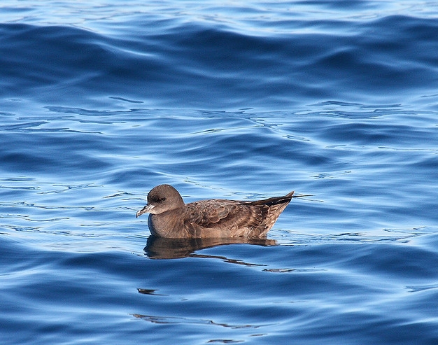  p>短尾鹱(学名: i>puffinus tenuirostris /i>)为鹱科剪水鹱属的鸟类