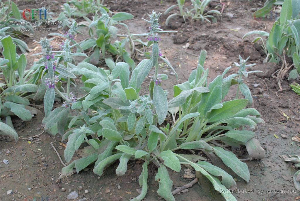  p>毛水苏,中药名.