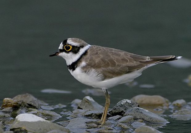 charadrius dubius dubius