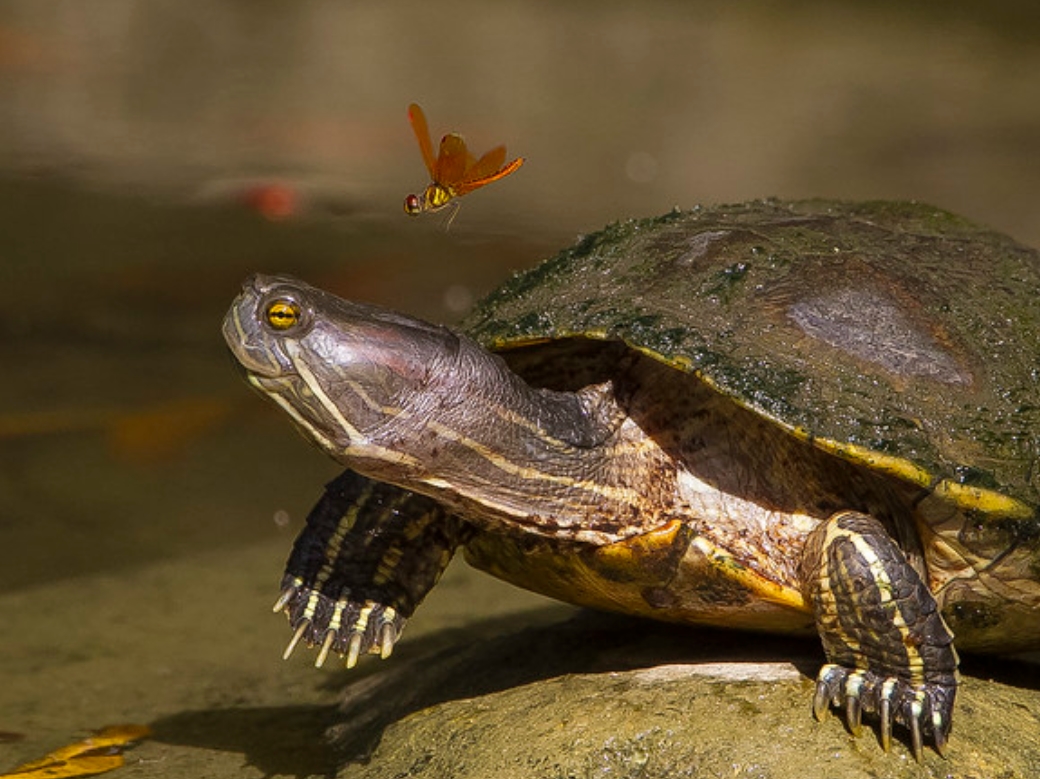puerto rican slider turtle