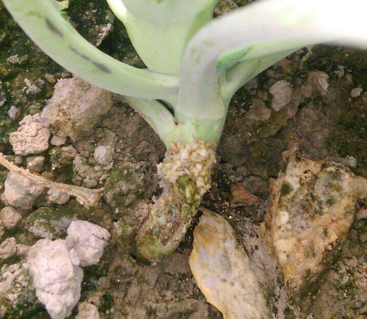 花椰菜软腐病