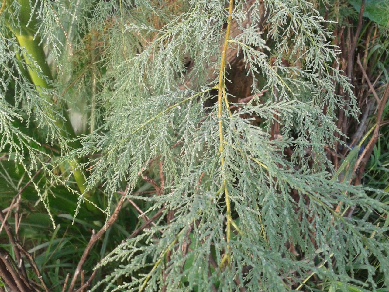 柽柳（柽柳科柽柳属植物）_百度百科