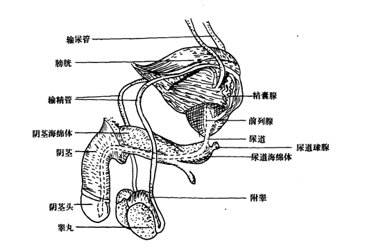 男性生殖系统
