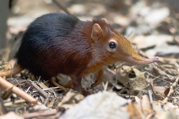 data-lemmaid="127221">坦桑尼亚 /a>发现新品种哺乳类动物灰灰脸象鼩