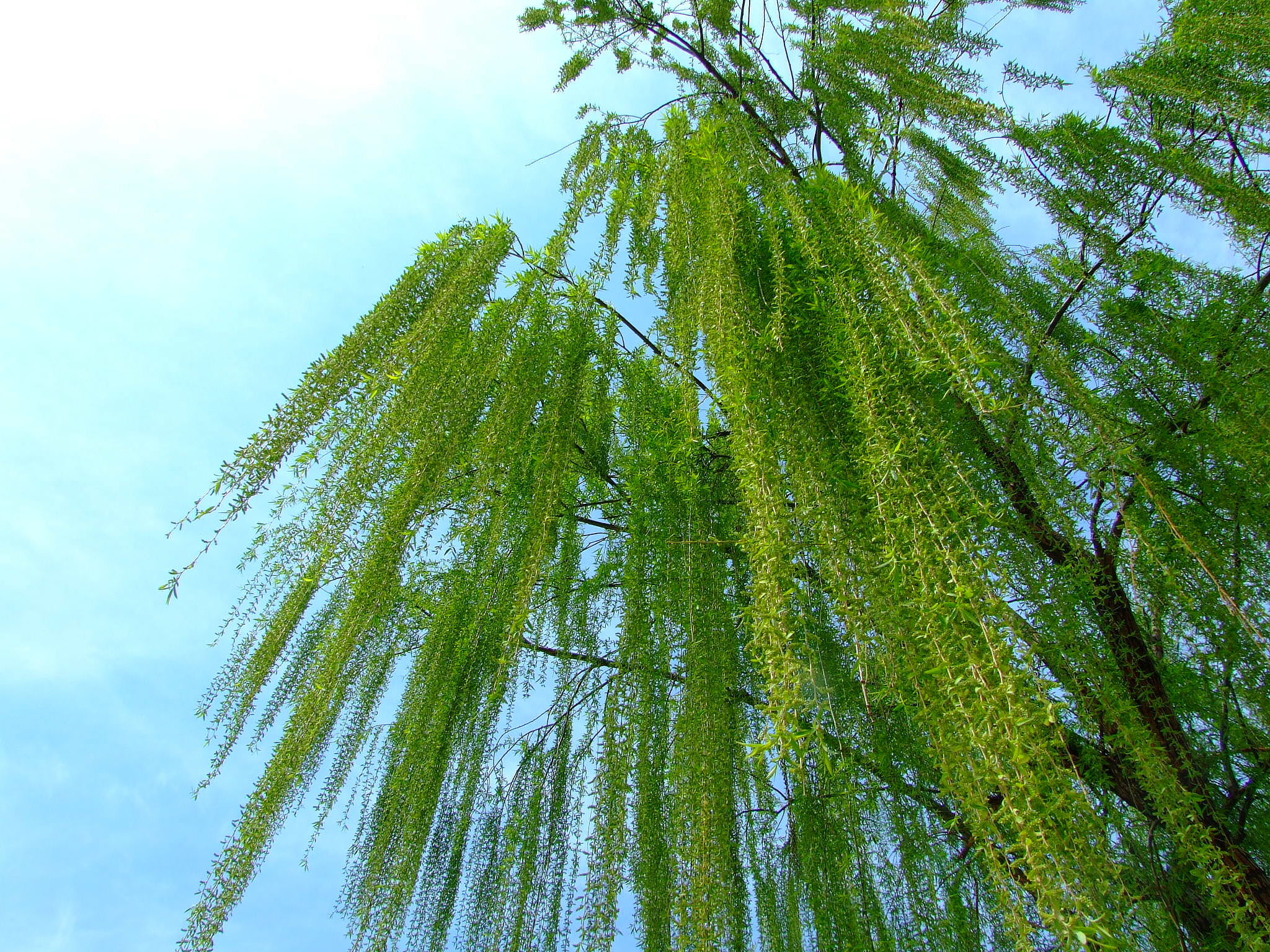  p> b>丑柳 /b>(学名: i>salix inamoena /i>)是杨柳科柳属的植物,为